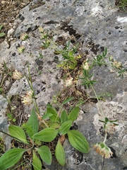 Anthyllis vulneraria boissieri