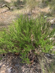 Hypericum tenuifolium