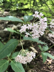 Asclepias quadrifolia