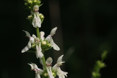 Stachys recta recta