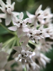 Asclepias quadrifolia