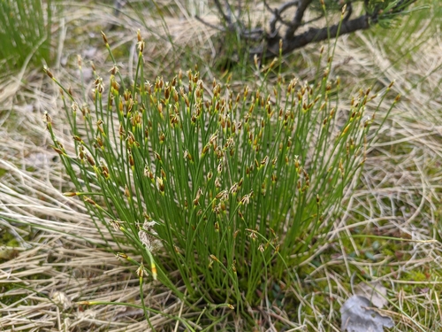 Tufted Bulrush