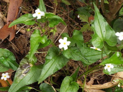 Mimophytum cardiophyllum