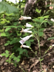Penstemon pallidus