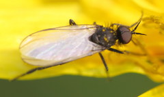 Rhamphomyia