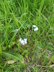 Myosotis sylvatica