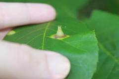 Phylloxera caryaefoliae