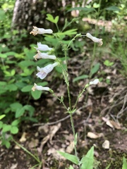Penstemon pallidus
