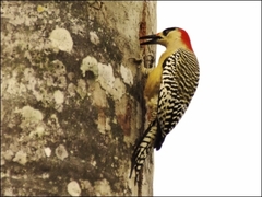 Melanerpes superciliaris