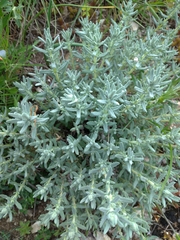 Teucrium capitatum capitatum