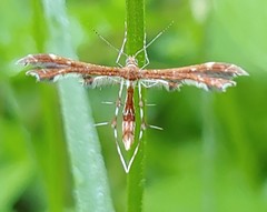 Geina tenuidactylus