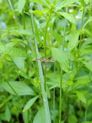 Geina tenuidactylus