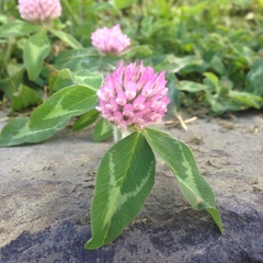 Trifolium pratense