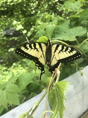 Papilio canadensis
