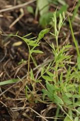 Vicia tetrasperma