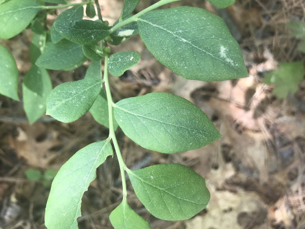 Northern highbush blueberry from Cranberry Bog Nature Preserve