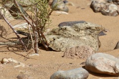Caprimulgus aegyptius