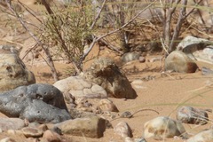 Caprimulgus aegyptius