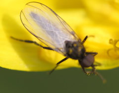 Rhamphomyia