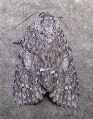 Acronicta impleta