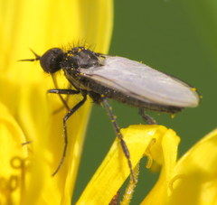 Rhamphomyia