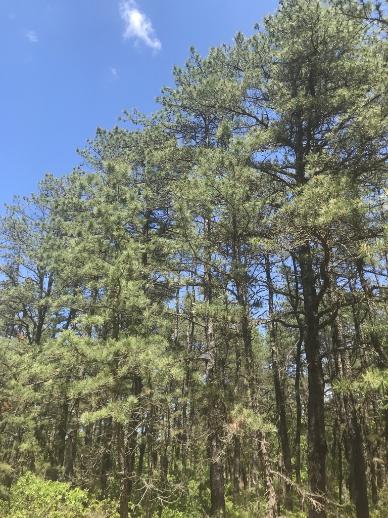 pitch pine from Cranberry Bog Nature Preserve, Riverhead, NY, US on May