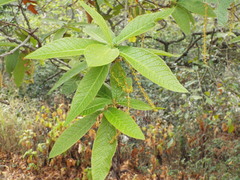 Quercus rysophylla