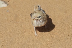 Curruca deserti