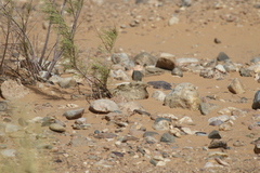 Caprimulgus aegyptius