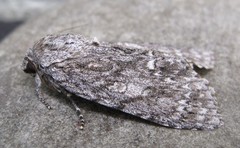 Acronicta impleta