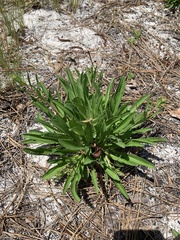 Carphephorus odoratissimus
