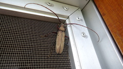 Aegolipton marginale