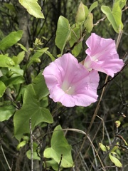 Ipomoea sagittata