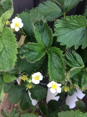 Fragaria × ananassa