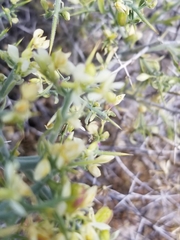 Dwarf Menodora (Menodora)