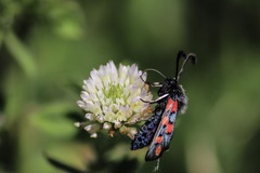 Zygaena rhadamanthus