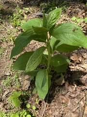 Digitalis grandiflora