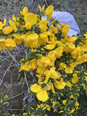 Cytisus scoparius