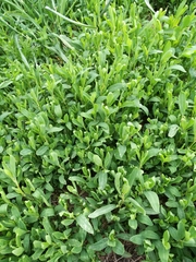 Polygonum