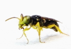 Calliopsis andreniformis
