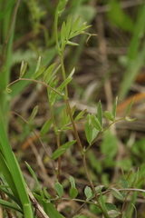 Vicia tetrasperma