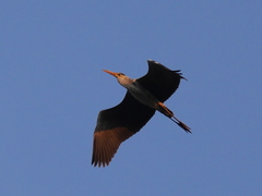 Ardea cinerea