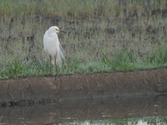 Ardea intermedia
