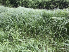 Carex trichocarpa