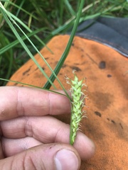 Carex trichocarpa
