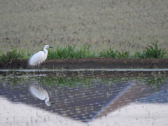 Ardea alba