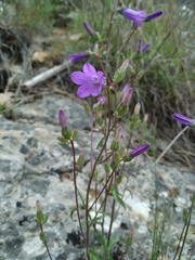 Campanula sibirica taurica