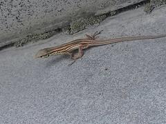 Lacerta strigata