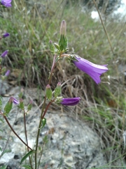 Campanula sibirica taurica