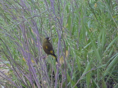 Chloris sinica